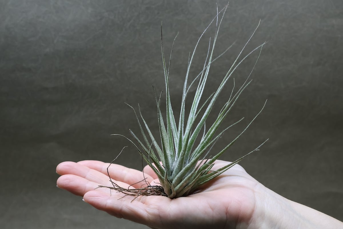 チランジア　Oregon x エーレルシアナ fit=scale-down,w=1200