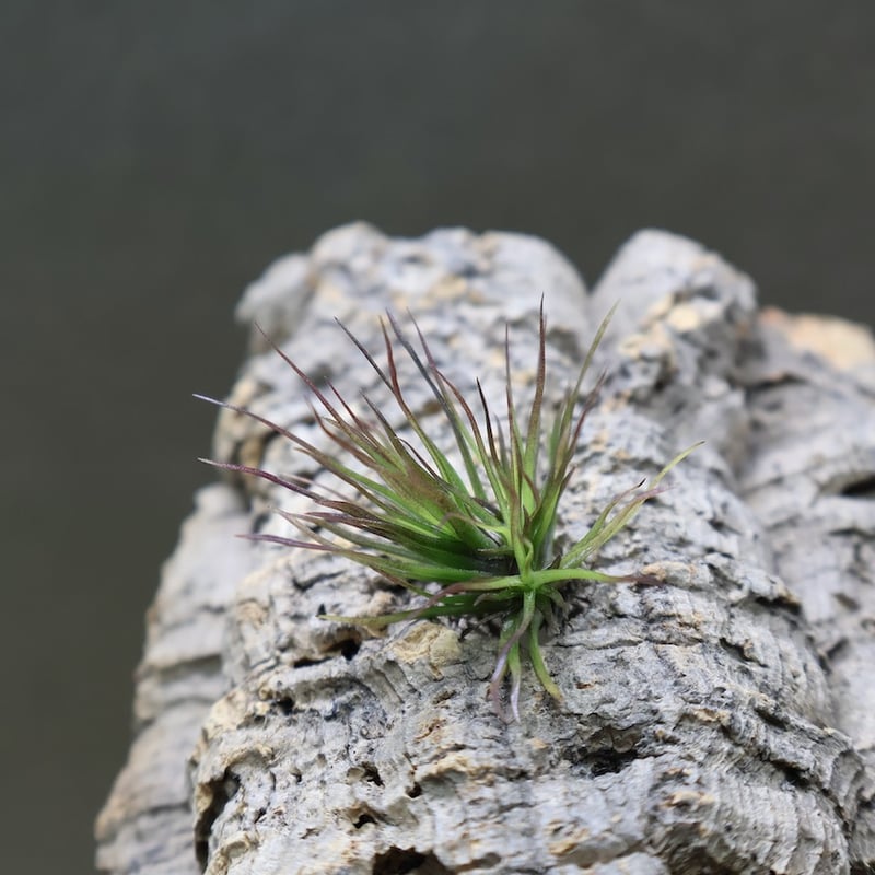 イッツィービッツィー 31号 | air-plants TENGU-DO