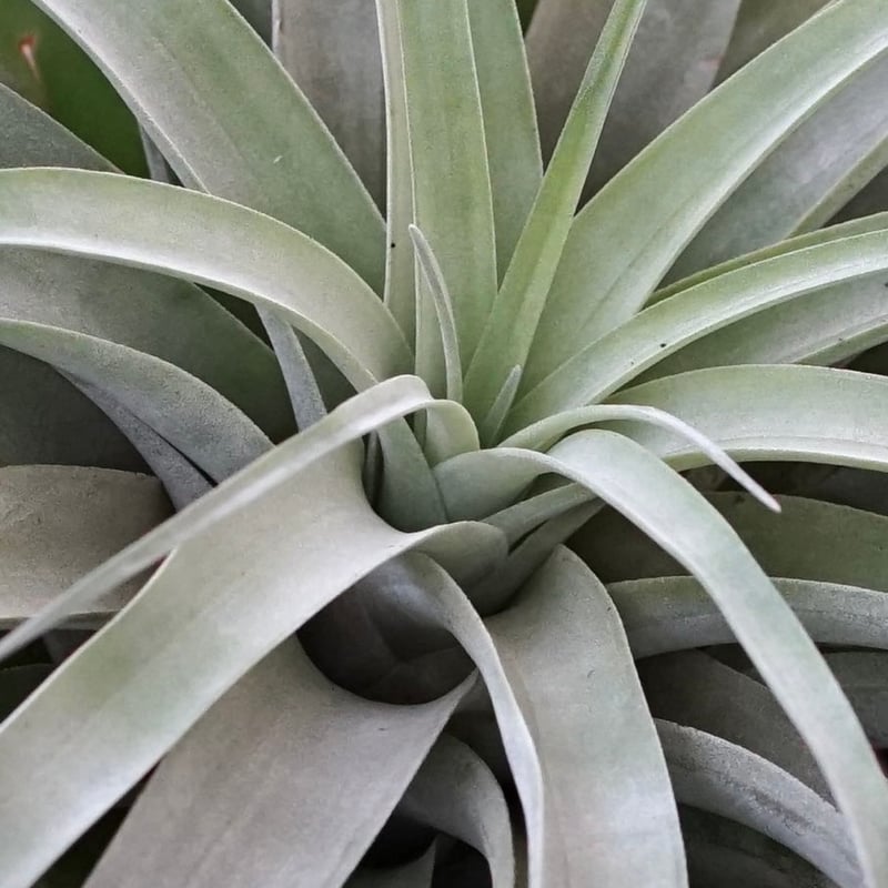 超希少❗️超特大❗️チランジア　カピタータ　シルバーローズ✨ チランジア ／ カピタータ シルバーローズ XXL (T.capitata