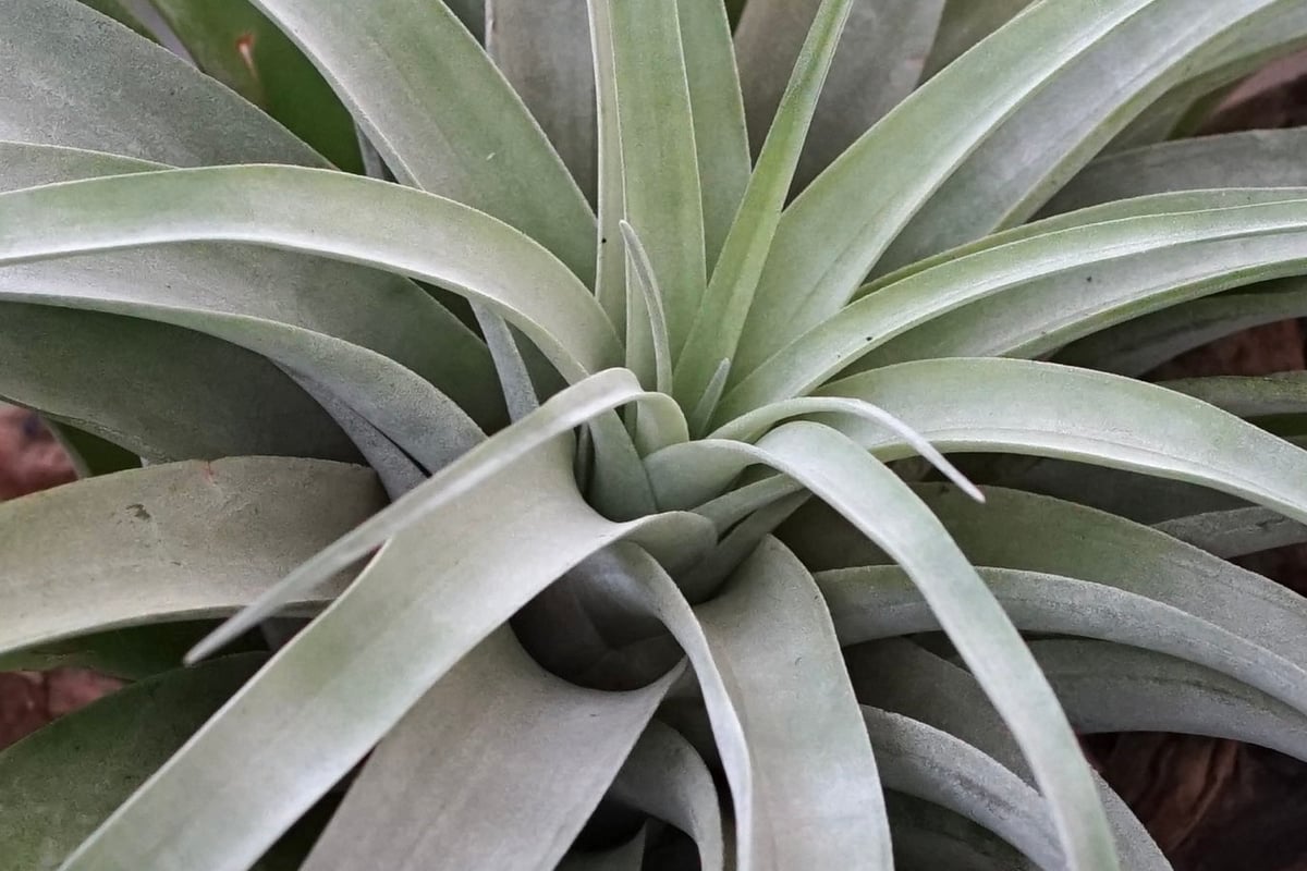 スタッフ特選】カピタータ シルバーローズ 2XLサイズ | air