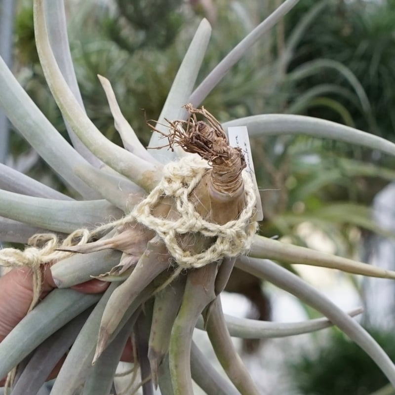 スタッフ特選】キセログラフィカ x ブラキカウロス XL | air-plants
