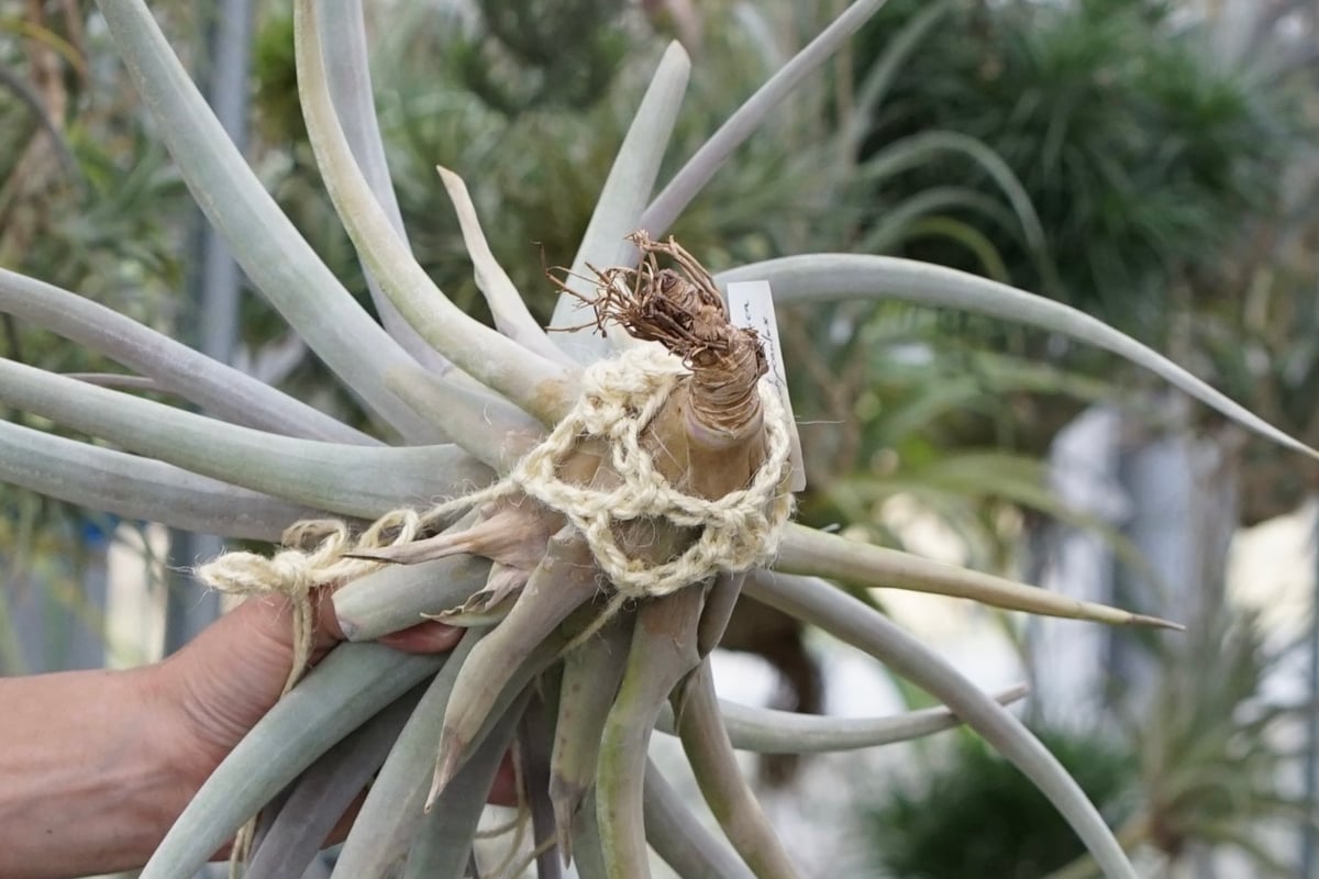 スタッフ特選】キセログラフィカ x ブラキカウロス XL | air-plants
