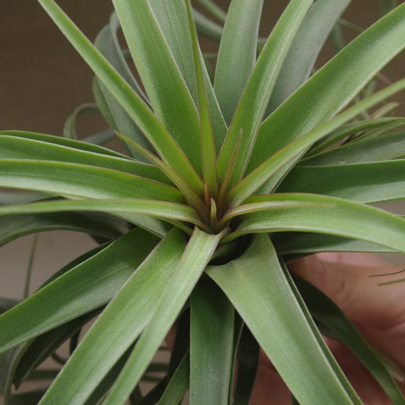 コンコロール × ストレプトフィラ 14号 | air-plants TENGU-DO
