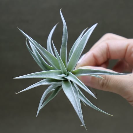 air-plants TENGU-DO