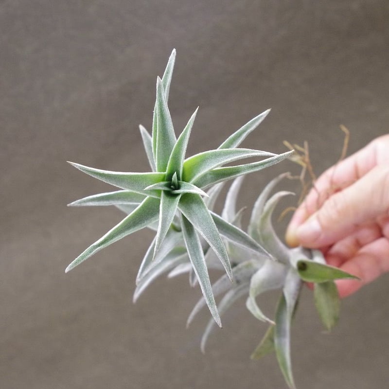 チランジア エディシアエ (T.edithiae)流木付け エディシアエ 08号 | air-plants TENGU-DO