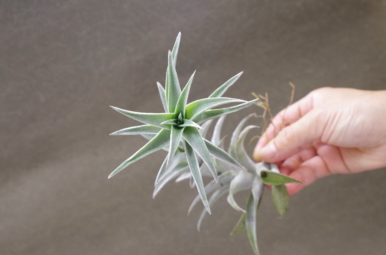 エディシアエ 08号 | air-plants TENGU-DO