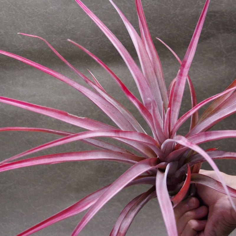 チランジア トロピカルファイヤー(ファシクラータ×ファイヤーオレンジ) チランジア トロピカルファイヤー(ファシクラータ×ファイヤー