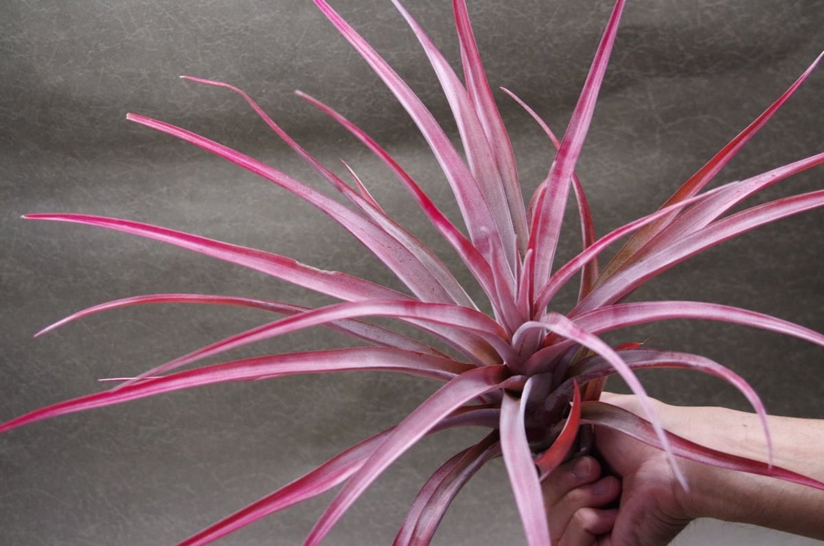 カピタータ ファイヤーオレンジ 07号 | air-plants TENGU-DO