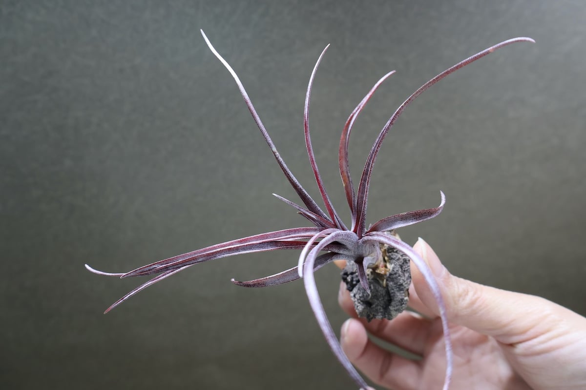 カピタータ ドミンゲンシス 45号 | air-plants TENGU-DO