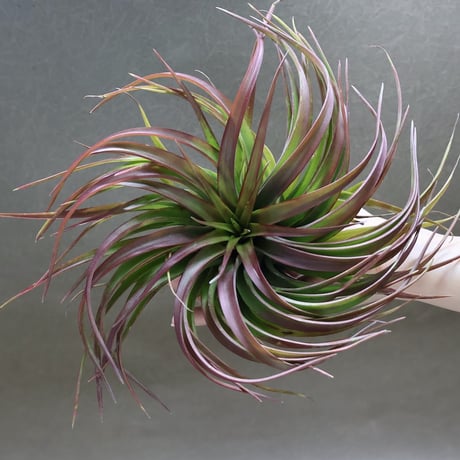 【アベンヌ】チランジア4点セット CATEGORY 学名・名称：D | 常葉植物園 Tokiwa Botanical-Garde