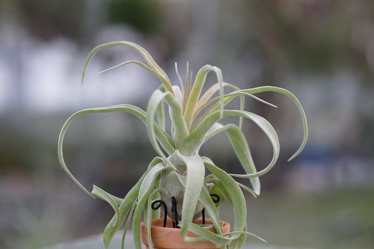 スタッフ特選】鉢に着生 ストレプトフィラ 子株 A号 | air-plants TENGU-DO