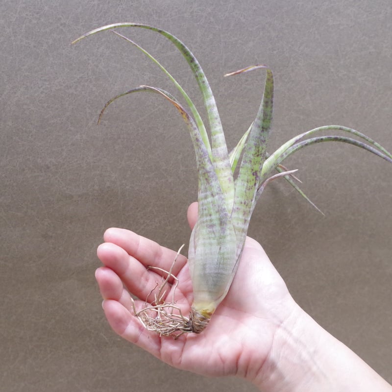 フレクスオーサ ツイスティッドフォーム 28号 | air-plants TENGU-DO フレクスオーサ ツイスティッドフォーム 28号 | air-plants TENGU-DO