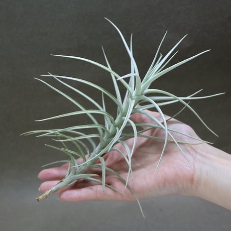 CATEGORY 交配種 | air-plants TENGU-DO