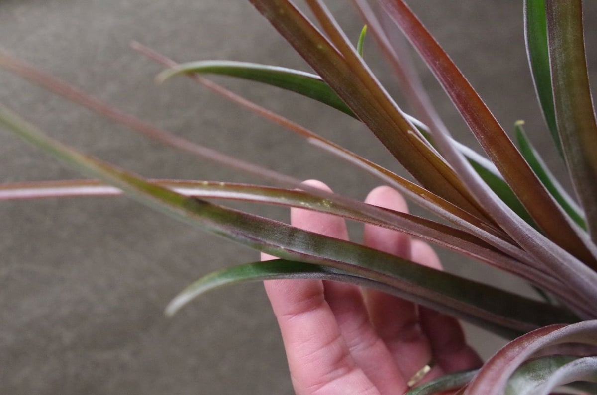 ストレプトフィラ×ノバキー 03号 | air-plants TENGU-DO ストレプトフィラ×ノバキー 03号 | air-plants TENGU-DO