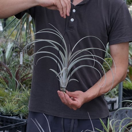 CATEGORY 品種名：A/B/C/D | air-plants TENGU-DO
