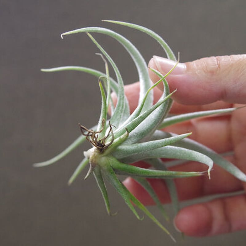 ベアコレアーレ × カプトメドーサエ ソノランスノー 03号 | air-plants