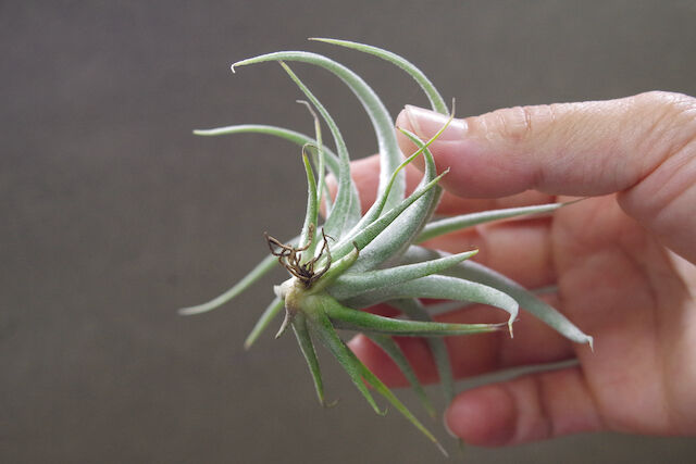ベアコレアーレ × カプトメドーサエ ソノランスノー 03号 | air-plants