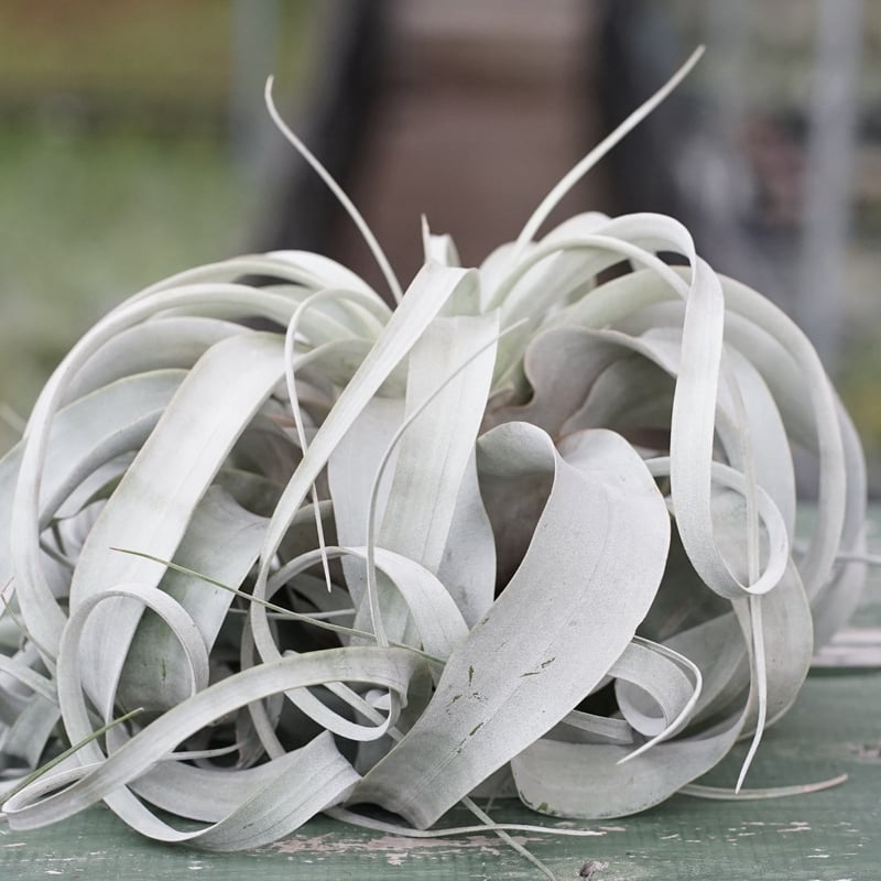 スタッフ特選】キセログラフィカ ロングリーフ B号 | air-plants TENGU-DO