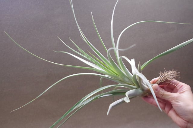 チランジア チアペンシス×ハリスコモンティコラ Tillandsia チランジア チアペンシス×ハリスコモンティコラ Tillandsia
