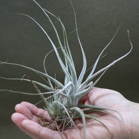 交渉ok (レア)チランジア　フンキアナ　6種類セット 交渉ok (レア)チランジア フンキアナ 6種類セット 交渉ok (レア