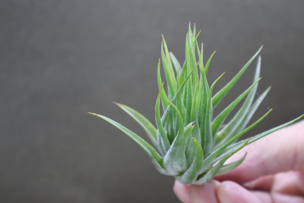 カサブランカ　POLLENSA　ポレンサ スカポーサ 14号 | air-plants TENGU-DO