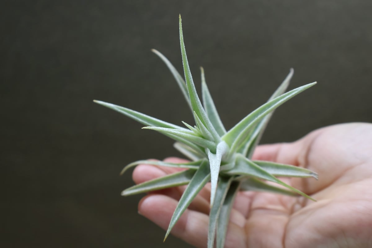 プルプレア 21号 | air-plants TENGU-DO