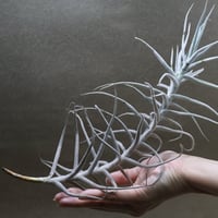 訳あり】イオナンタ メキシカンゼブラ 訳あり】イオナンタ メキシカン