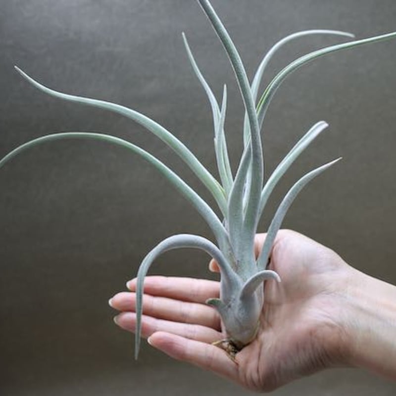 チランジア　チアペンシス x カプトメデューサ チランジアチアペンシス x カプトメデューサ