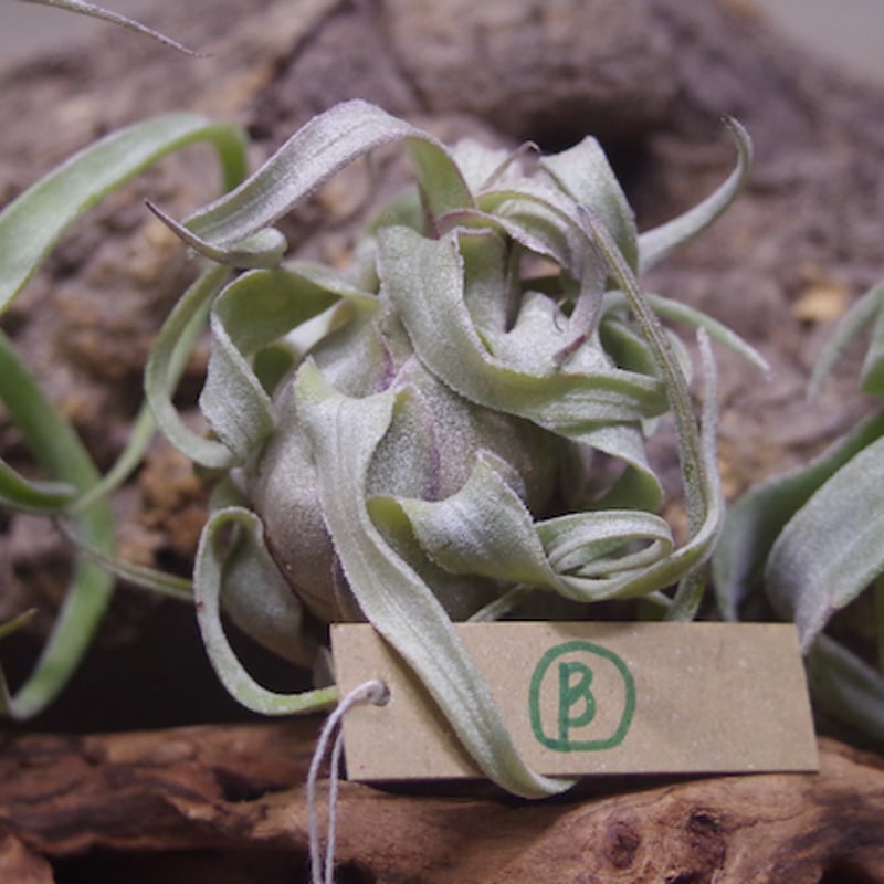 ストレプトフィラ Sサイズ 14-16号 | air-plants TENGU-DO