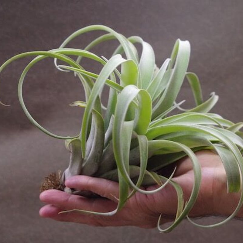 ストレプトフィラ メキシコ × リオホンドエンシス 01号 | air-plants