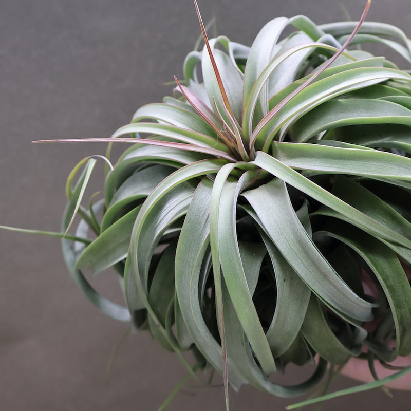 コンコロール×ストレプトフィラ 2XLサイズ07号 | air-plants TENGU-DO