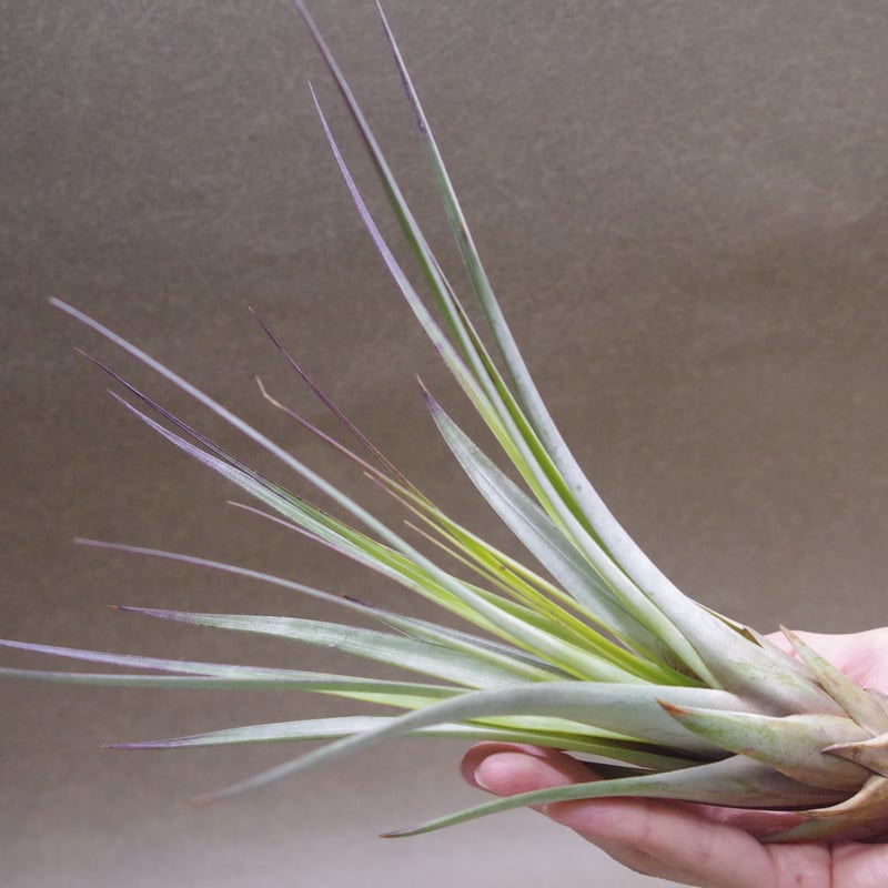 ファシクラータ 01号 | air-plants TENGU-DO