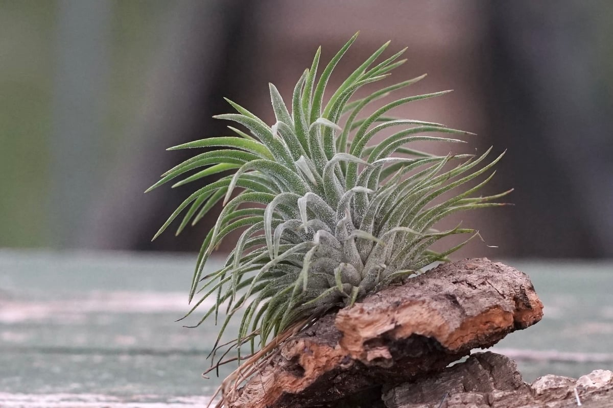 スタッフ特選】イオナンタ コルク着生 | air-plants TENGU-DO