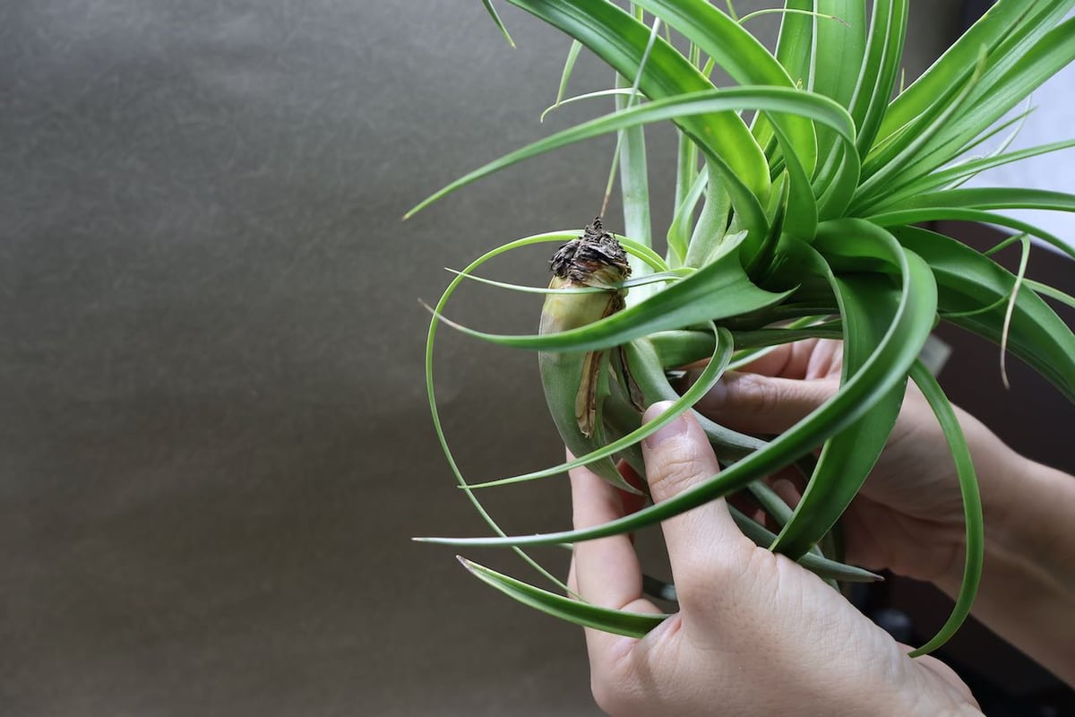 ロシー 04号 | air-plants TENGU-DO