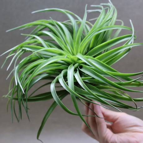 ブラキカウロス タイフーン 28号 | air-plants TENGU-DO