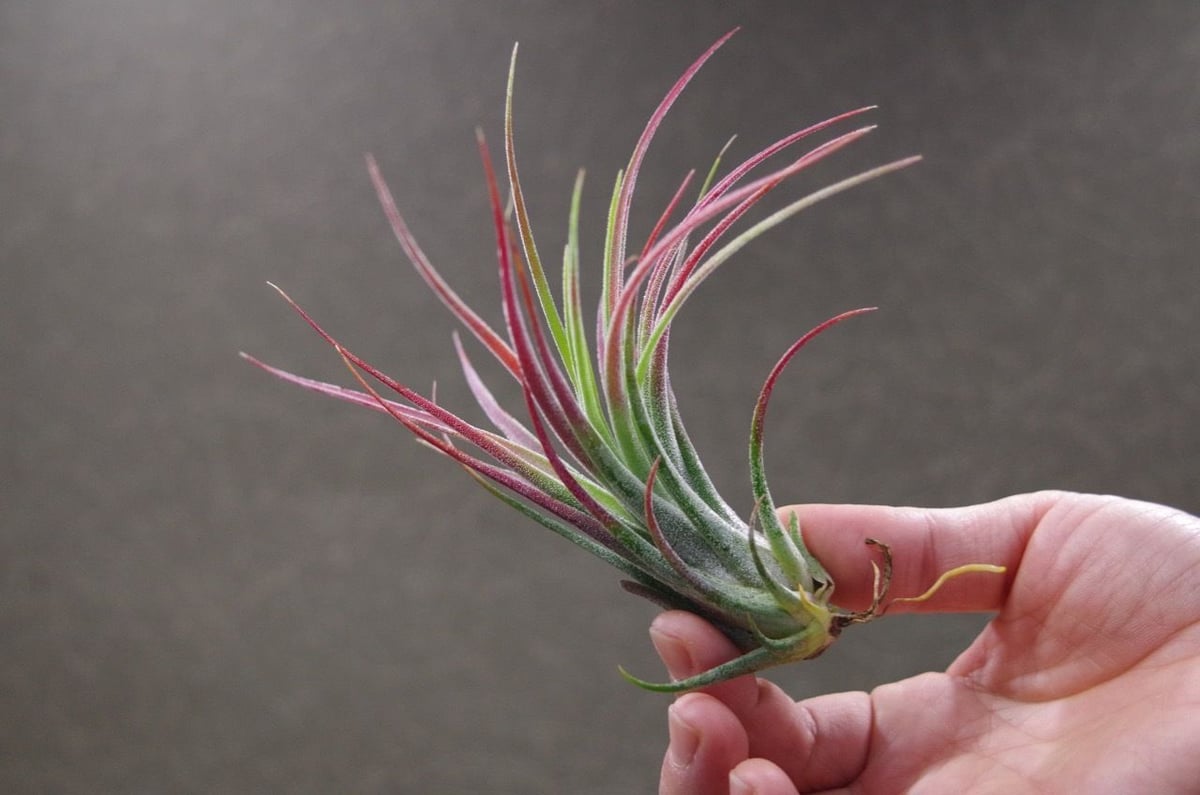 プルイノーサ × スカポーサ Sサイズ 04号 | air-plants TENGU-DO