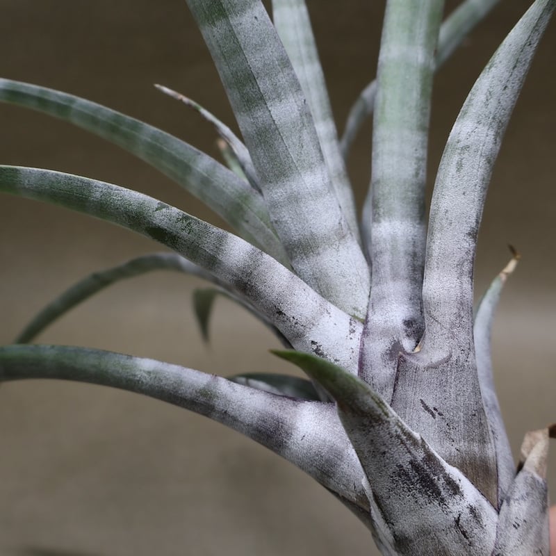 ヒルダエ 53号 | air-plants TENGU-DO