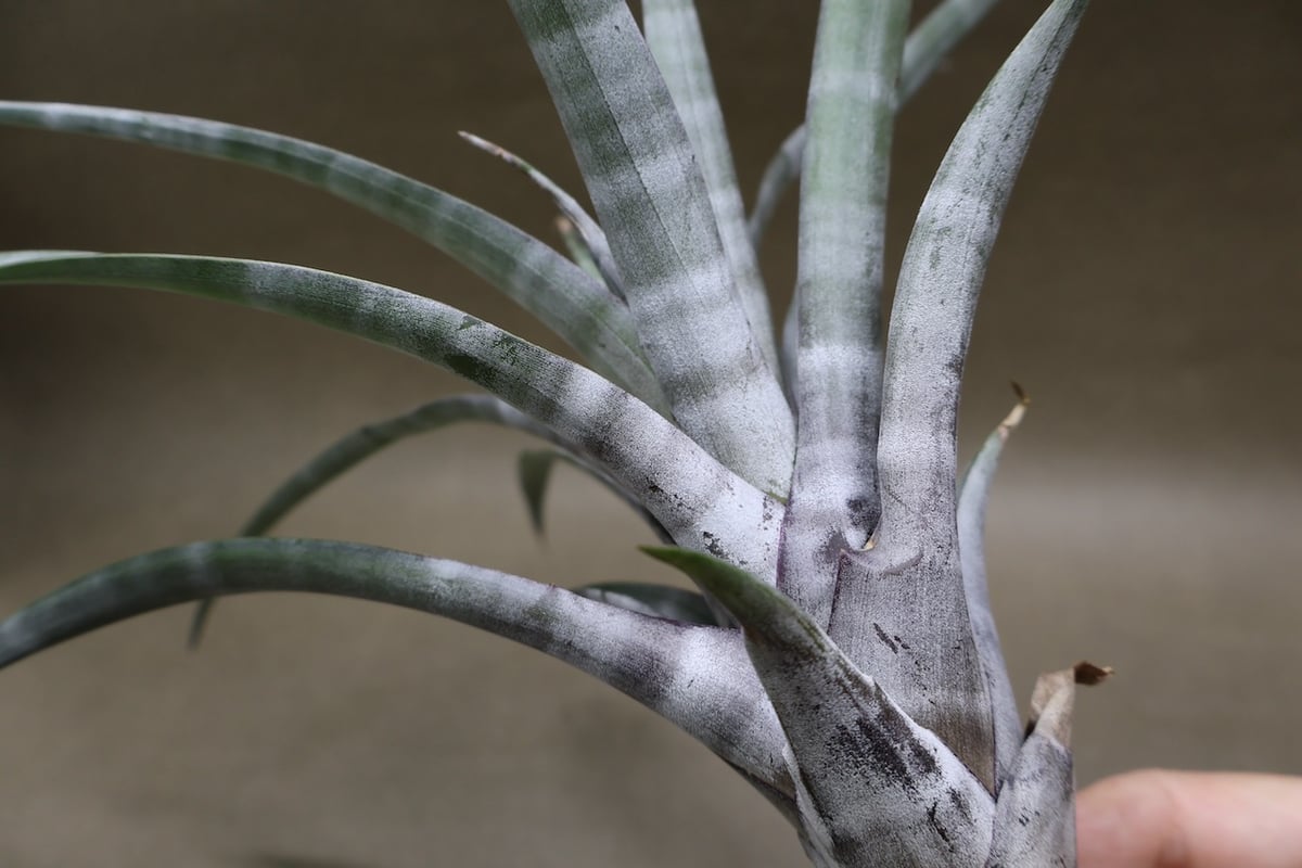 ヒルダエ 53号 | air-plants TENGU-DO