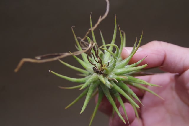 イオナンタ メキシカンゼブリナ 01号 | air-plants TENGU-DO
