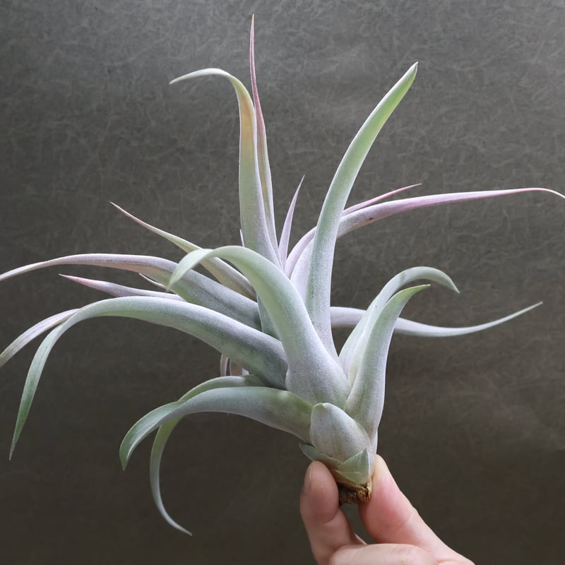 ブラキカウロス × キセログラフィカ 14号 | air-plants TENGU-DO