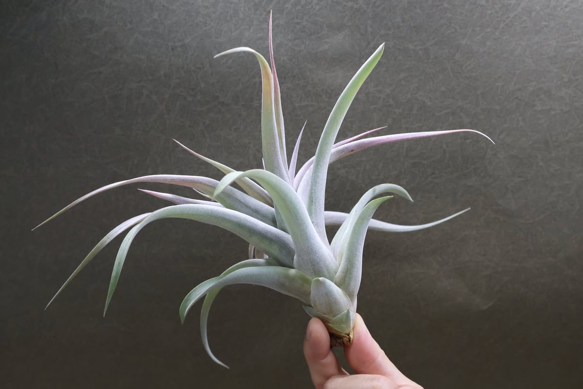 ブラキカウロス × キセログラフィカ 14号 | air-plants TENGU-DO