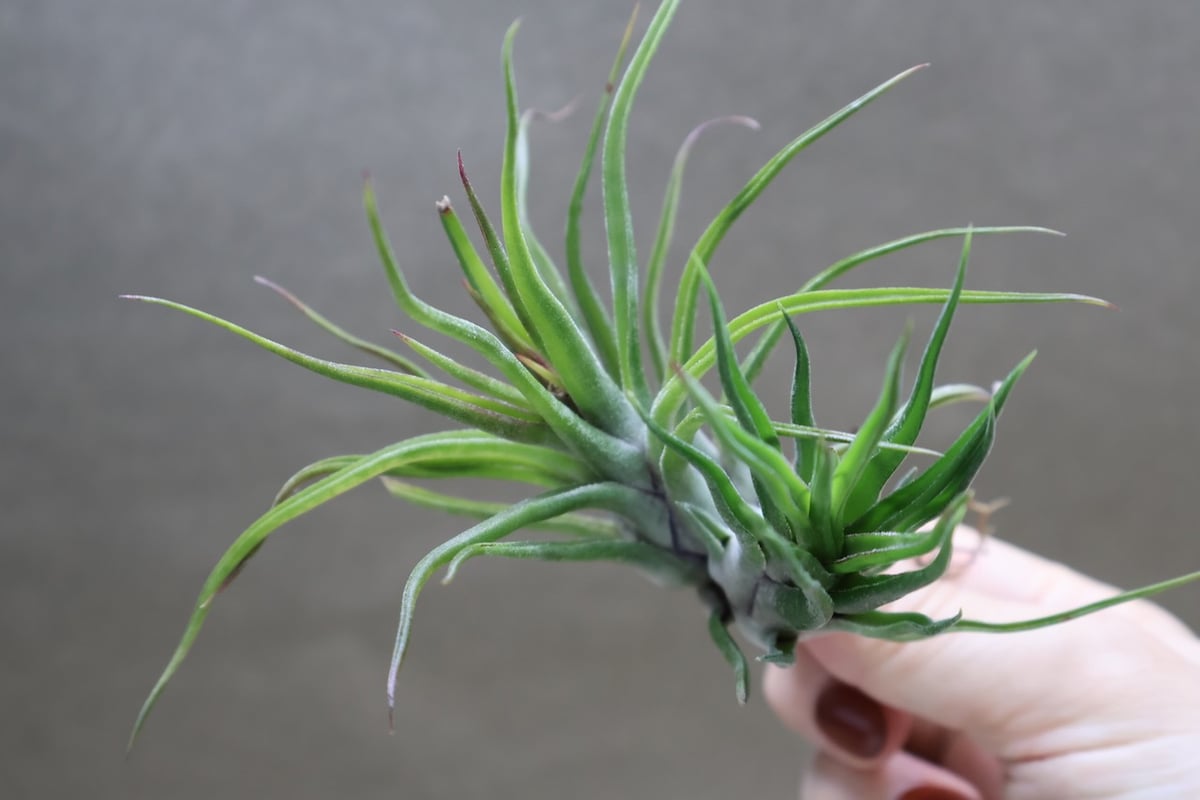 Tillandsia Joel Superior 速達発送 Tillandsia Joel Superior 速達発送