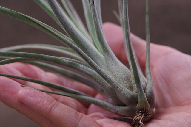 ファシクラータ マグニフィセント × エーレルシアナ 01号 | air-plants