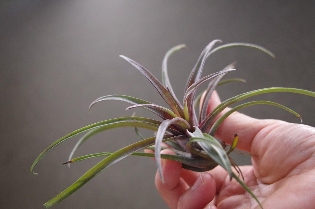 カピタータ ドミンゲンシス 09号 | air-plants TENGU-DO