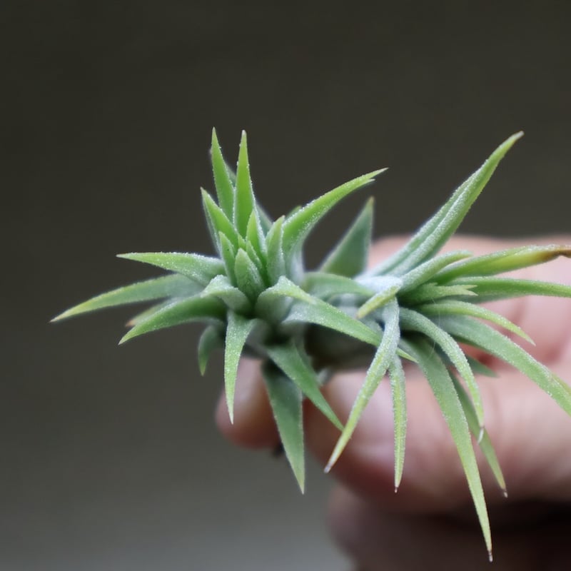 イオナンタ アルビノ 23号 | air-plants TENGU-DO