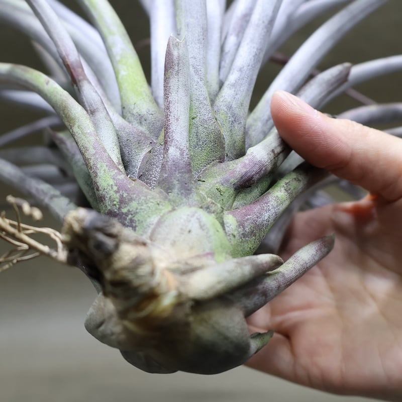 カピタータ ドミンゲンシス XL 35号 | air-plants TENGU-DO