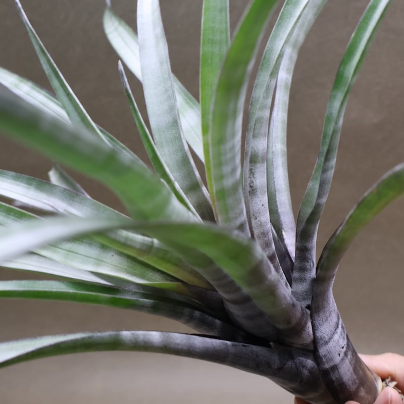 ヒルタ Tillandsia ヒルダエ Lサイズ 08号 | air-plants TENGU-DO