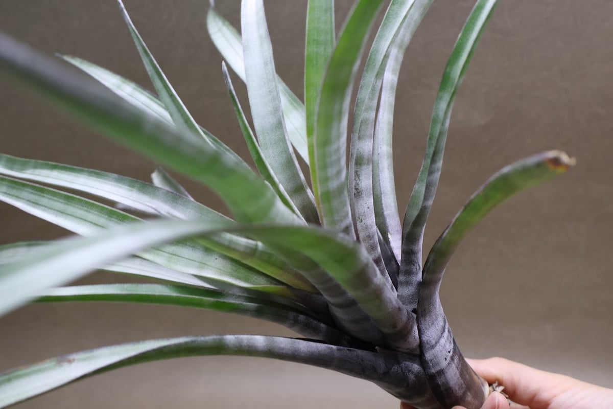 ヒルダエ Lサイズ 08号 | air-plants TENGU-DO