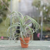 イオナンタ ヘッジホッグ T.I. 04号 | air-plants TENGU-DO