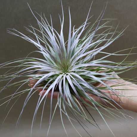 エアプランツ | STORES